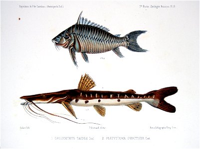 F de Castelnau-poissonsPl19