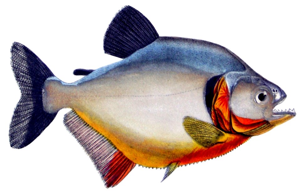 F de Castelnau-poissonsPl37 (Serrasalmus humeralis)