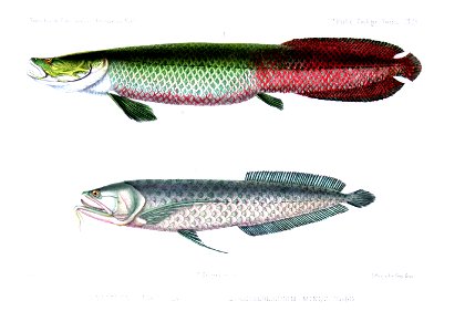 F de Castelnau-poissonsPl26