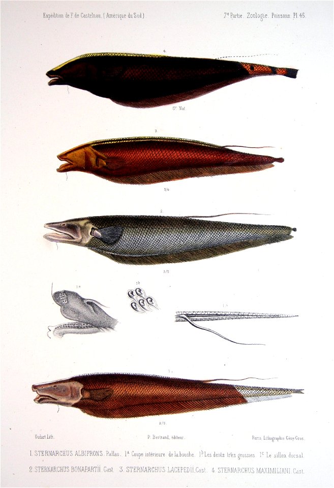 F de Castelnau-poissonsPl45