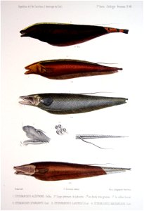 F de Castelnau-poissonsPl45