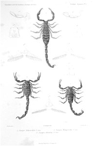 F de Castelnau-scorpionsPl01