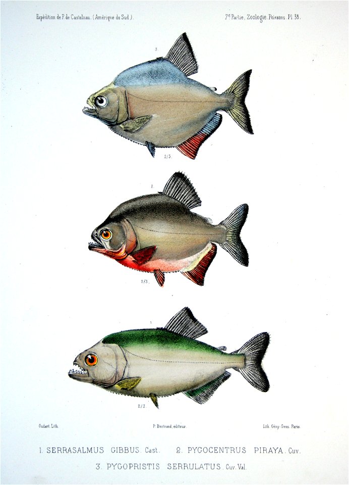 F de Castelnau-poissonsPl38