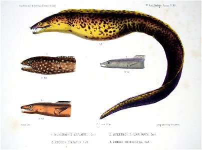F de Castelnau-poissonsPl43
