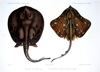 F de Castelnau-poissonsPl49