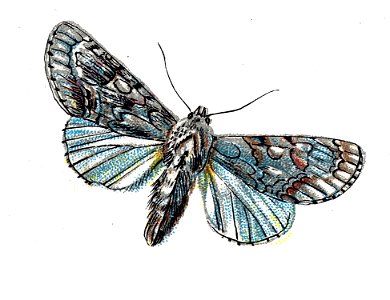 F Nemos OBA Acronycta aceris