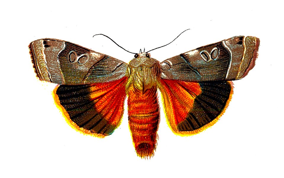 F Nemos OBA Agrotis fimbria