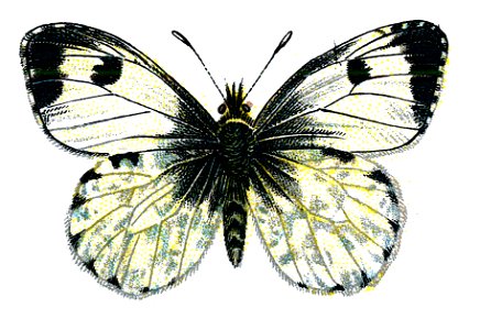 F Nemos OBA Anthocharis cardamines femelle