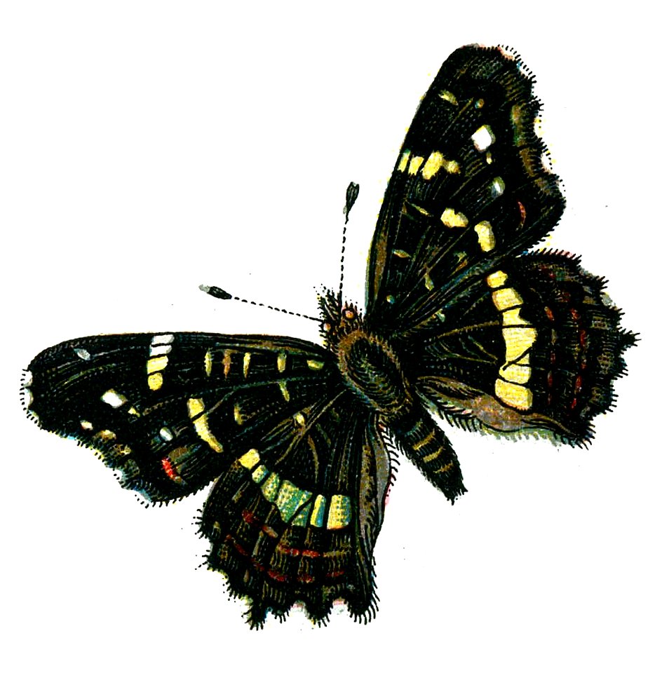 F Nemos OBA Araschnia levana prorsa