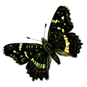 F Nemos OBA Araschnia levana prorsa
