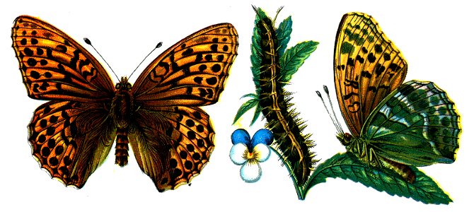 F Nemos OBA Argynnis paphia