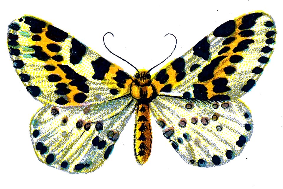 F Nemos OBA Abraxas grossulariata