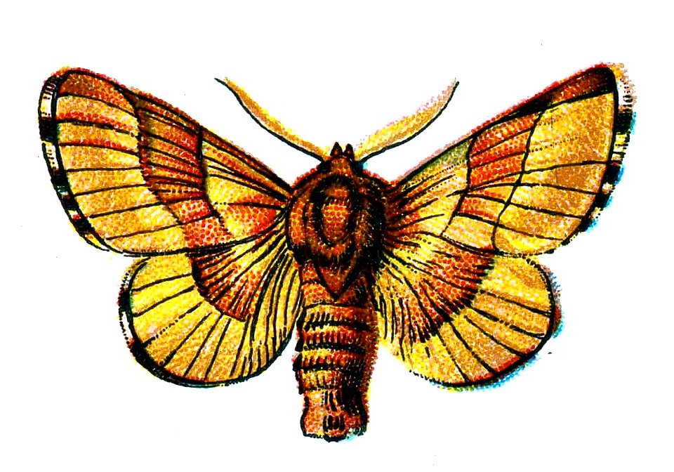 F Nemos OBA Bombyx neustria