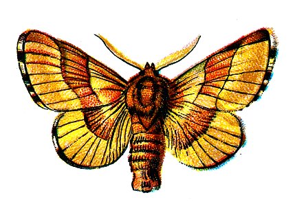 F Nemos OBA Bombyx neustria