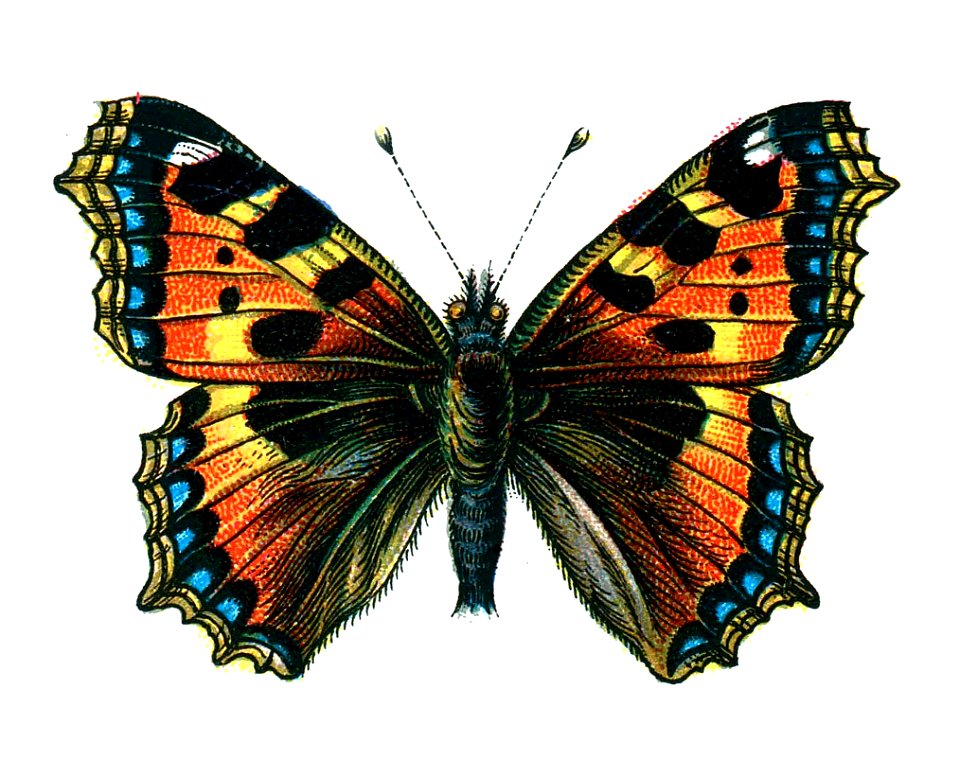 F Nemos OBA Aglais urticae