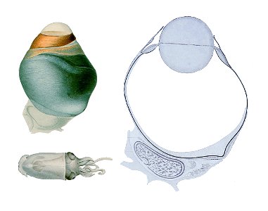 Eye squid
