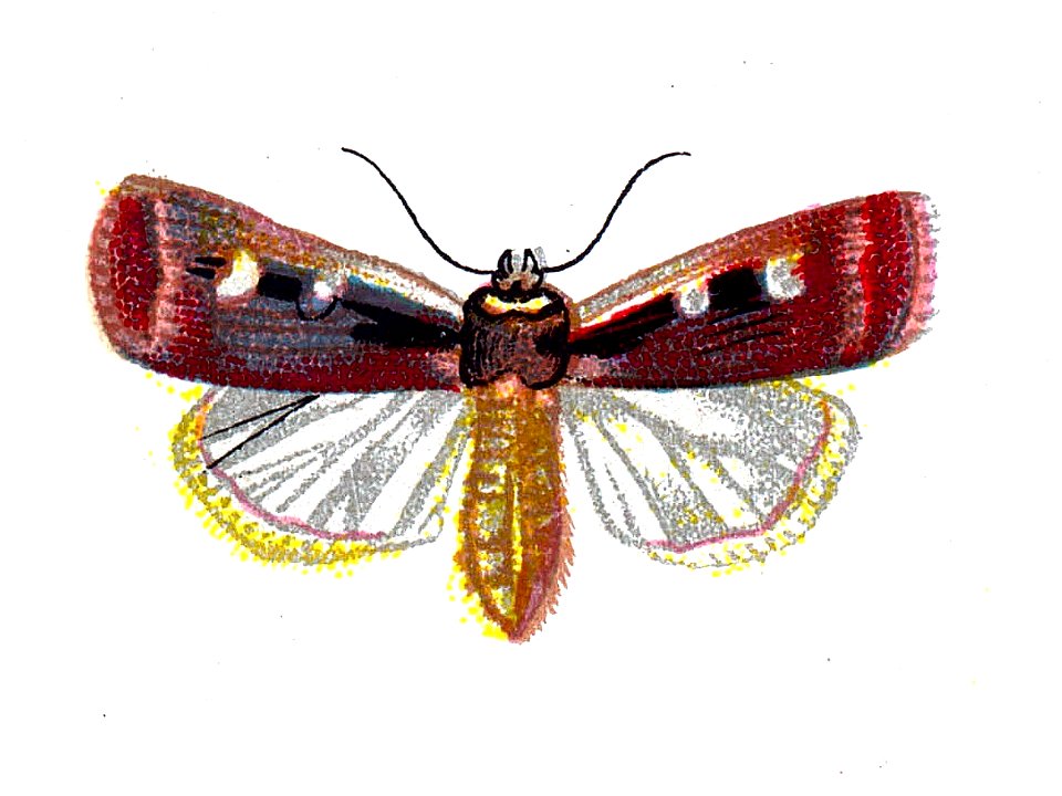F Nemos OBA Agrotis plecta