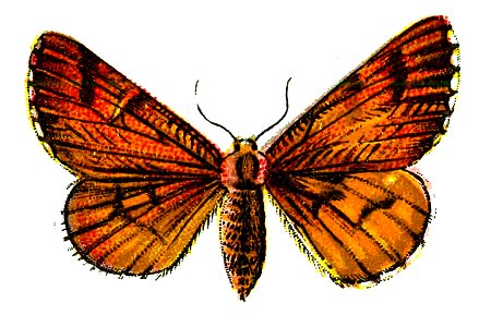 F Nemos OBA Bupalus piniaria female