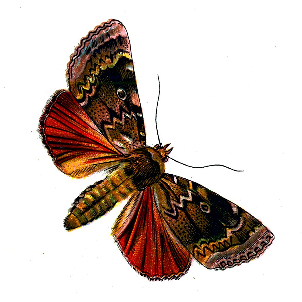 F Nemos OBA Amphipyra pyramidea