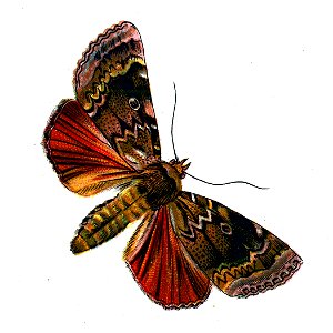 F Nemos OBA Amphipyra pyramidea