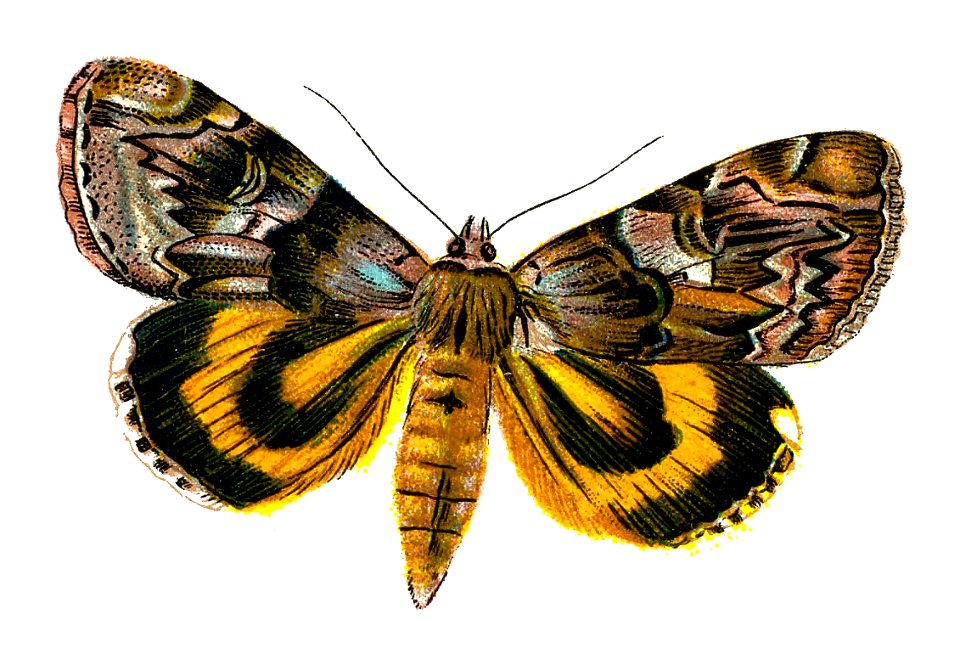 F Nemos OBA Catocala fuminea
