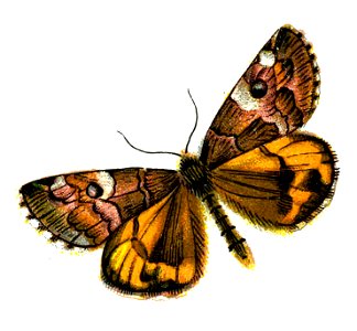 F Nemos OBA Archiearis parthenias