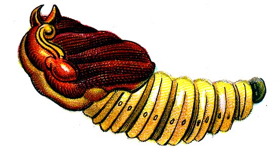 F Nemos OBA Cossus cossus pupa