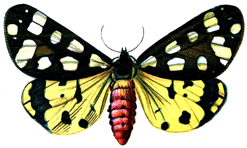 F Nemos OBA Arctia villica