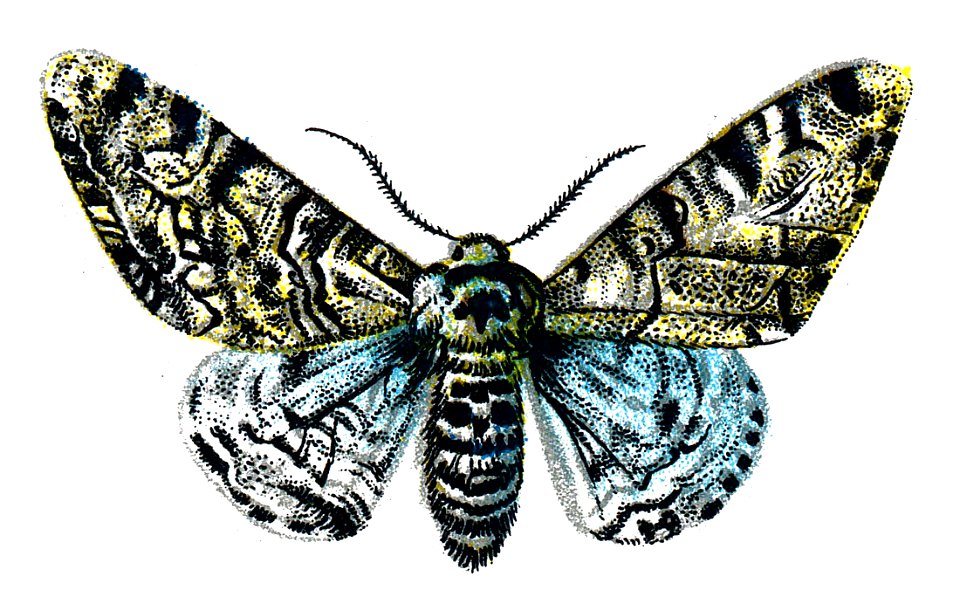 F Nemos OBA Biston betularia