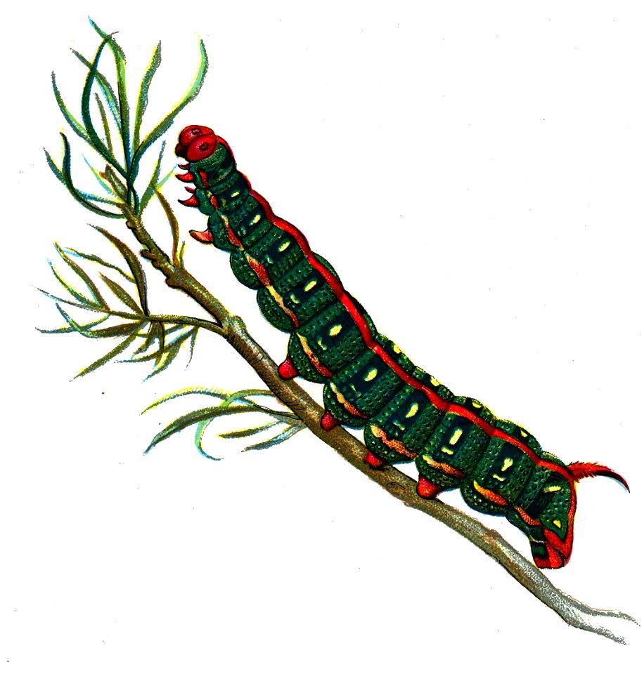 F Nemos OBA Deilephila euphorbiae caterpillar