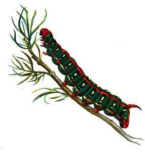 F Nemos OBA Deilephila euphorbiae caterpillar