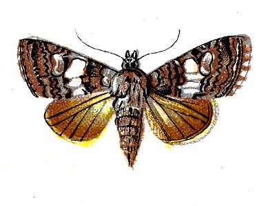 F Nemos OBA Dianthoecia compta