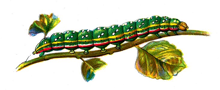 F Nemos OBA Calocampa vetusta caterpillar