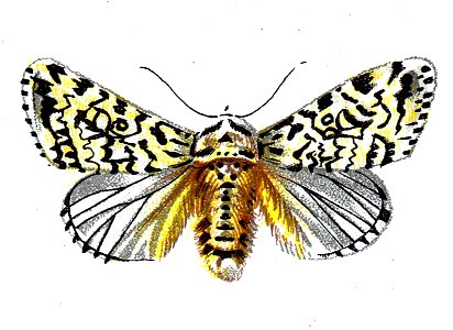 F Nemos OBA Diphthera ludifica