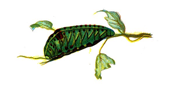 F Nemos OBA Iphiclides podalirius caterpillar