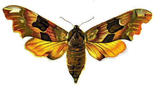 F Nemos OBA Smerinthus tiliae