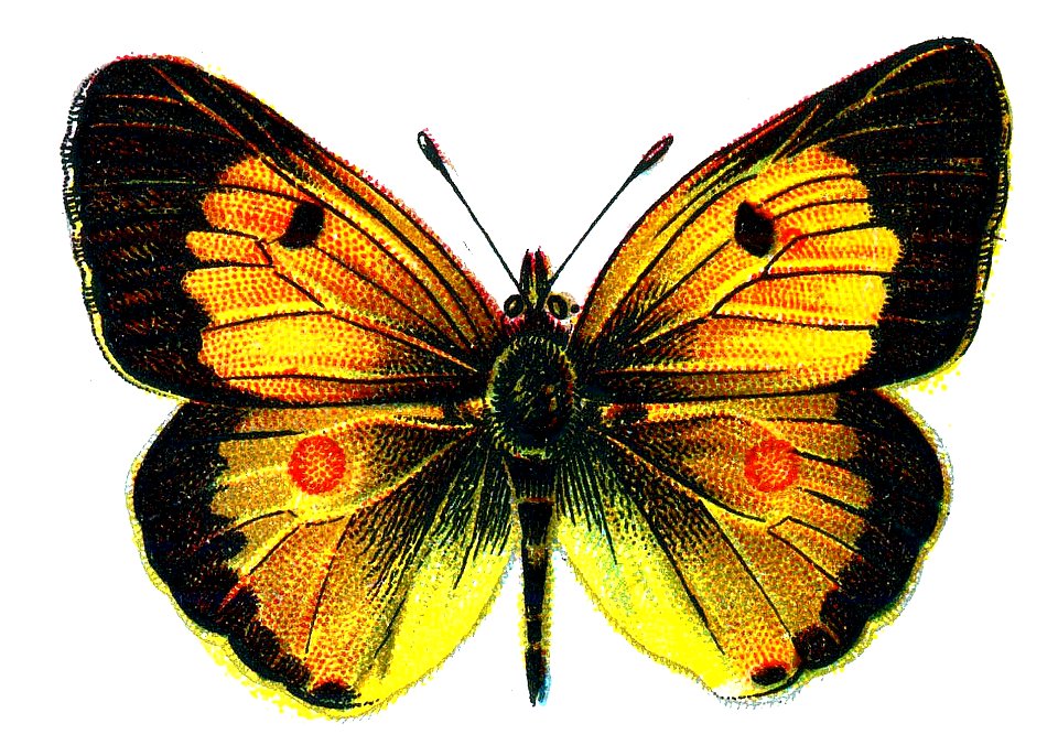 F Nemos OBA Colias edusa male