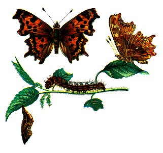 F Nemos OBA Vanessa C-album