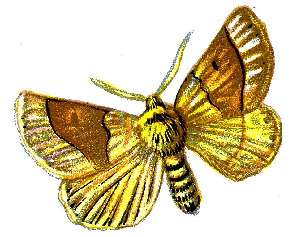 F Nemos OBA Crocallis elinguaria
