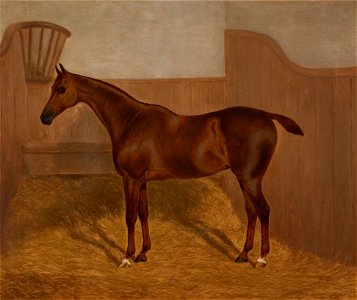 F Clifton Pferdeportrait 3 1883
