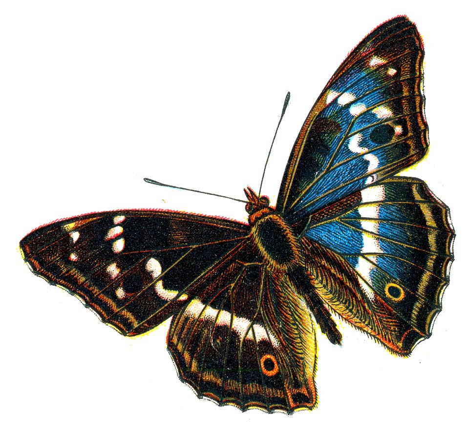 F Nemos Old Book Art Apatura iris male