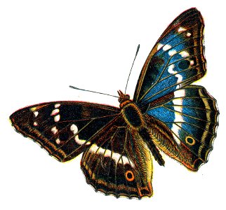 F Nemos Old Book Art Apatura iris male