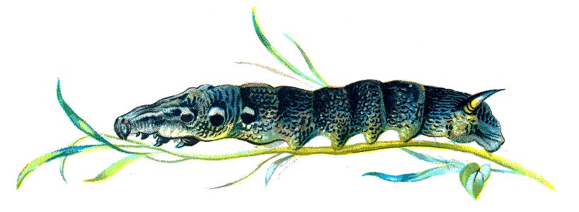 F Nemos OBA Deilephila elpenor caterpillar
