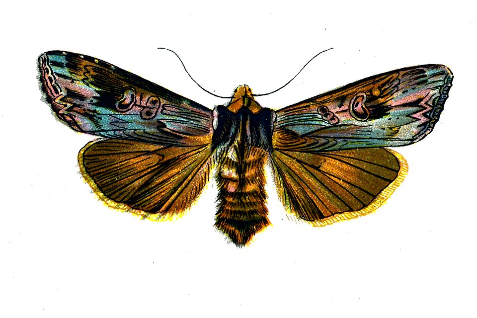 F Nemos Old Book Art Calocampa vetusta