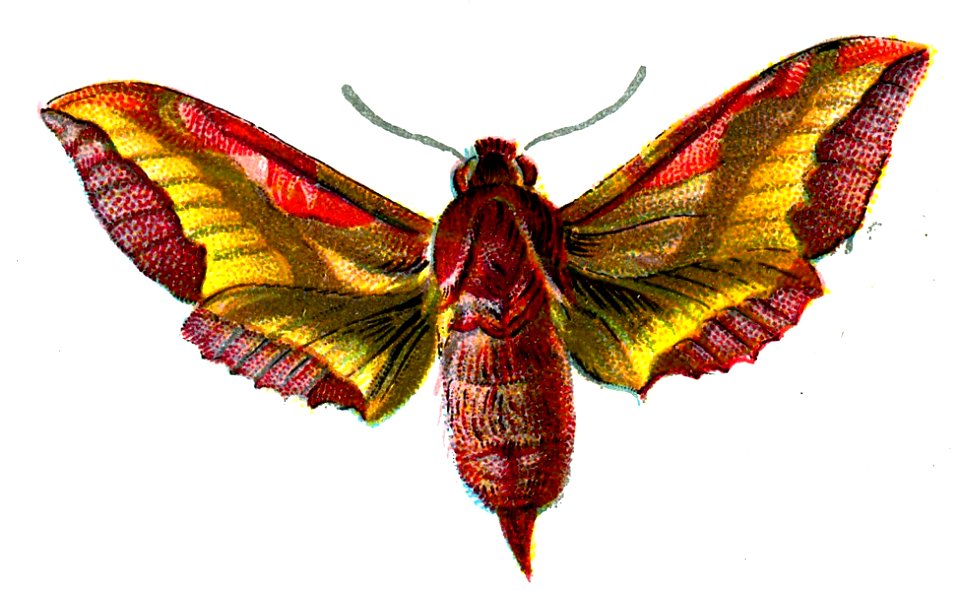 F Nemos OBA Deilephila porcellus