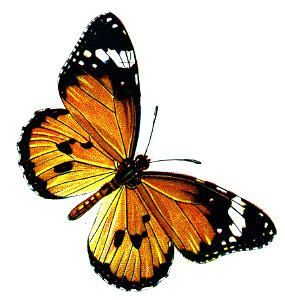 F Nemos Old Book Art Danaus chrysippus
