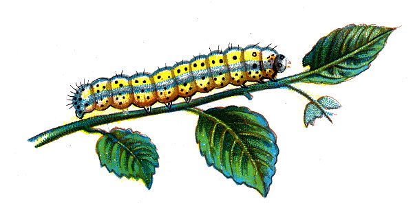 F Nemos OBA Diloba caeruleocephala caterpillar