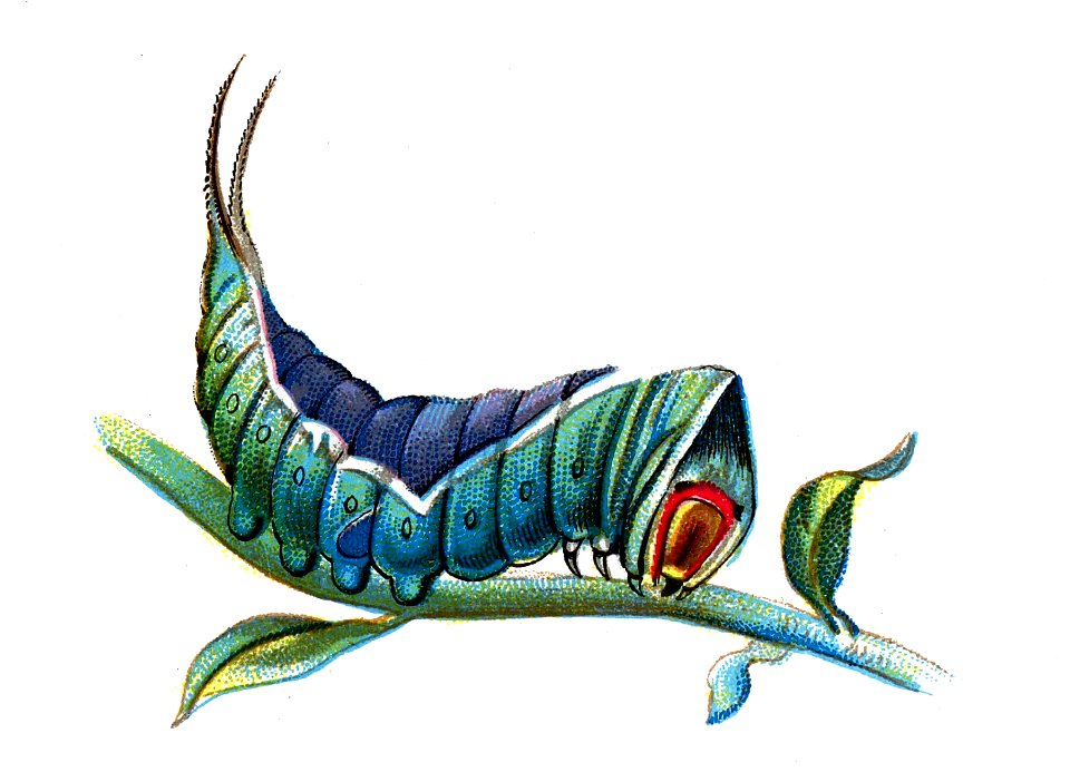 F Nemos OBA Harpyia vinula caterpillar