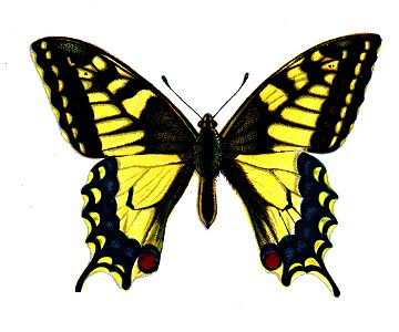 F Nemos Old Book Art Papilio machaon