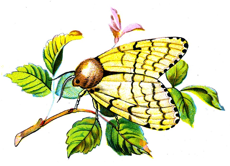 F Nemos OBA Ocneria dispar female